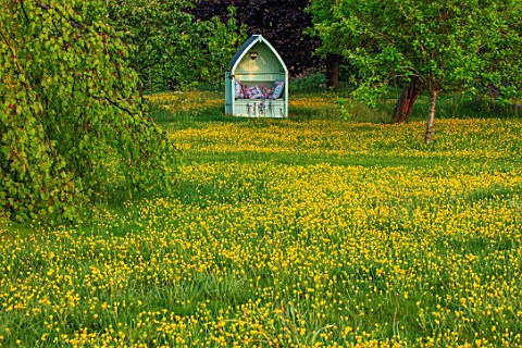THE_MANOR_HOUSE_STEVINGTON_BEDFORDSHIRE_BUTTERCUPS_GREEN_COVERED_SEAT_ARBOUR_WILDFLOWER_MEADOWS_SPRI