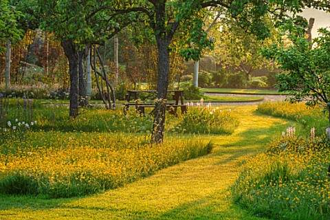 THE_MANOR_HOUSE_STEVINGTON_BEDFORDSHIRE_BUTTERCUPS_GRASS_PATHS_WILDFLOWER_MEADOWS_SPRING_ORCHARD_SPR