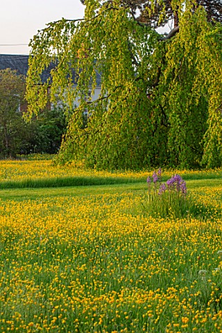 THE_MANOR_HOUSE_STEVINGTON_BEDFORDSHIRE_BUTTERCUPS_CAMASSIAS_WILDFLOWER_MEADOWS_SPRING_ORCHARD_SPRIN