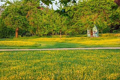 THE_MANOR_HOUSE_STEVINGTON_BEDFORDSHIRE_BUTTERCUPS_GREEN_COVERED_SEAT_ARBOUR_WILDFLOWER_MEADOWS_SPRI