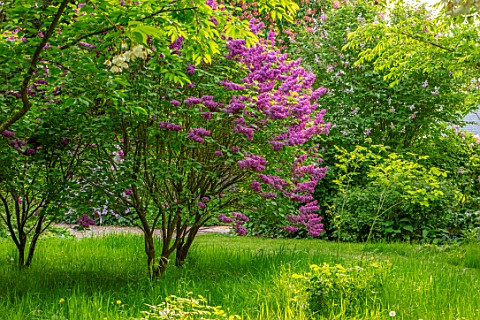 MORTON_HALL_GARDENS_WORCESTERSHIRE_MAY_SPRING_WOODLAND_SHADE_SHADY_SHRUBS_LILACS_PURPLE_FLOWERS_OF_S