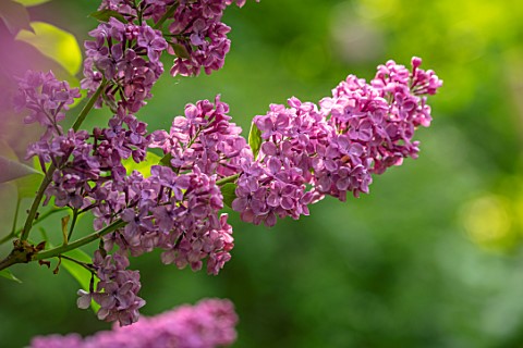 MORTON_HALL_GARDENS_WORCESTERSHIRE_MAY_SPRING_WOODLAND_SHADE_SHADY_SHRUBS_LILACS_PURPLE_FLOWERS_OF_S