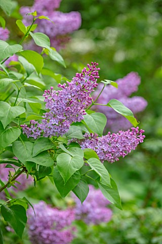MORTON_HALL_GARDENS_WORCESTERSHIRE_MAY_SPRING_WOODLAND_SHADE_SHADY_SHRUBS_LILACS_PALE_PURPLE_PINK_FL