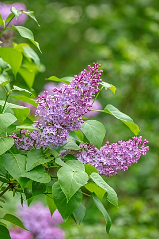 MORTON_HALL_GARDENS_WORCESTERSHIRE_MAY_SPRING_WOODLAND_SHADE_SHADY_SHRUBS_LILACS_PALE_PURPLE_PINK_FL