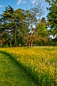 MORTON HALL GARDENS, WORCESTERSHIRE: SPRING, MAY, THE MEADOW, DRIVE, LANDSCAPE, WILDFLOWERS, BUTTERCUPS, RANUNCULUS REPENS, YELLOW FLOWERS, BLOOMING, BLOOMS