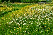 MORTON HALL GARDENS, WORCESTERSHIRE: SPRING, MAY, THE MEADOW, DRIVE, LANDSCAPE, WILDFLOWERS, BUTTERCUPS, RANUNCULUS REPENS, YELLOW FLOWERS, BLOOMING, BLOOMS, DANDELIONS