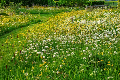 MORTON_HALL_GARDENS_WORCESTERSHIRE_SPRING_MAY_THE_MEADOW_DRIVE_LANDSCAPE_WILDFLOWERS_BUTTERCUPS_RANU