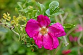 MORTON HALL GARDENS, WORCESTERSHIRE: CLOSE UP PORTRAIT OF RED FLOWERS OF ROSE, ROSA GALLICA VAR. OFFICINALIS, APOTHECARYS ROSE, SHRUBS, FLOWERING, BLOOMS, BLOOMING