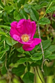 MORTON HALL GARDENS, WORCESTERSHIRE: CLOSE UP PORTRAIT OF RED FLOWERS OF ROSE, ROSA GALLICA VAR. OFFICINALIS, APOTHECARYS ROSE, SHRUBS, FLOWERING, BLOOMS, BLOOMING
