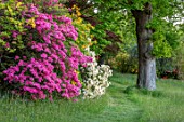 FONTHILL HOUSE GARDENS, WILTSHIRE: PATH, WOODLAND, AZALEAS, PINK, FLOWERED, FLOWERS, FLOWERING, SPRING, MAY, REFLECTED, REFLECTIONS, TREES