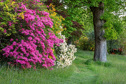 FONTHILL_HOUSE_GARDENS_WILTSHIRE_PATH_WOODLAND_AZALEAS_PINK_FLOWERED_FLOWERS_FLOWERING_SPRING_MAY_RE