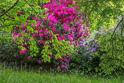 FONTHILL_HOUSE_GARDENS_WILTSHIRE_WOODLAND_RHODODENDRON_PINK_FLOWERED_FLOWERS_FLOWERING_SPRING_MAY_RE