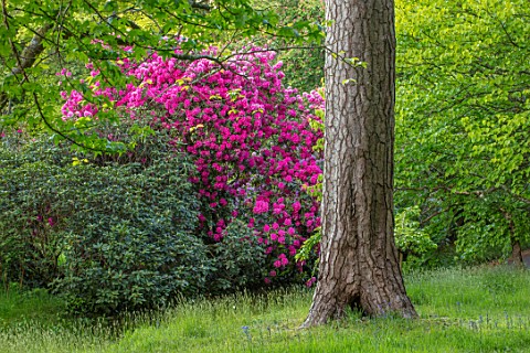 FONTHILL_HOUSE_GARDENS_WILTSHIRE_PATH_WOODLAND_RHODODENDRON_PINK_FLOWERED_FLOWERS_FLOWERING_SPRING_M