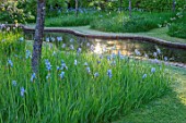 BRYANS GROUND, HEREFORDSHIRE: THE ORCHARD IN LATE SPRING WITH APPLE TREES AND BLUE FLOWERS OF IRIS SIBIRICA PAPILLON - SPRING, COUNTRY GARDEN, FLOWERING, GRASS, WATER, POOL, CANAL