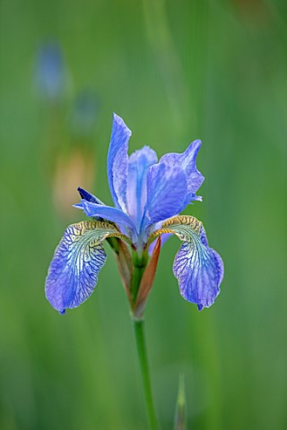 BRYANS_GROUND_HEREFORDSHIRE_THE_ORCHARD_IN_LATE_SPRING_WITH_BLUE_FLOWERS_OF_IRIS_SIBIRICA_PAPILLON__