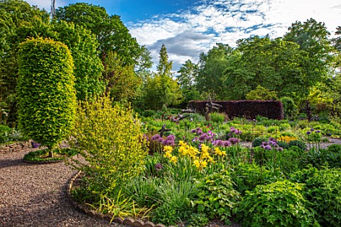 THE_PICTON_GARDEN_AND_OLD_COURT_NURSERIES_WORCESTERSHIRE_BORDER_MAY_SPRING_IRIS_GOLDEN_IMMORTAL_ALLI