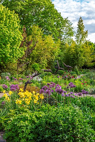 THE_PICTON_GARDEN_AND_OLD_COURT_NURSERIES_WORCESTERSHIRE_BORDER_MAY_SPRING_IRIS_GOLDEN_IMMORTAL_IRIS