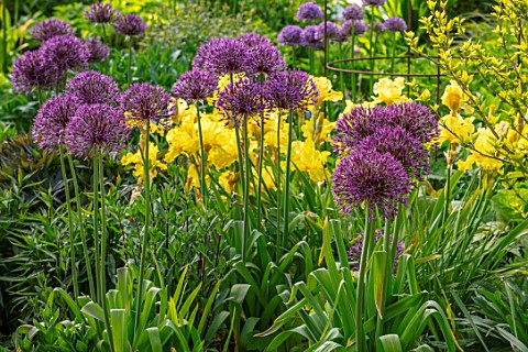 THE_PICTON_GARDEN_AND_OLD_COURT_NURSERIES_WORCESTERSHIRE_BORDER_MAY_SPRING_IRIS_GOLDEN_IMMORTAL_ALLI