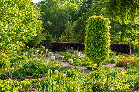 THE_PICTON_GARDEN_AND_OLD_COURT_NURSERIES_WORCESTERSHIRE_ALLIUMS_IN_MAY_BULBS_SPRING_GREEN_BORDERS