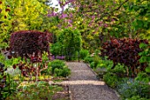 THE PICTON GARDEN AND OLD COURT NURSERIES, WORCESTERSHIRE: SPRING, MAY, PATH, CORYLUS AVELLANA SSP CONTORTA RED MAJESTIC. SHRUBS, TREES