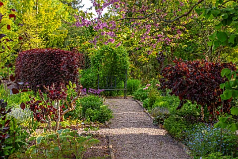 THE_PICTON_GARDEN_AND_OLD_COURT_NURSERIES_WORCESTERSHIRE_SPRING_MAY_PATH_CORYLUS_AVELLANA_SSP_CONTOR