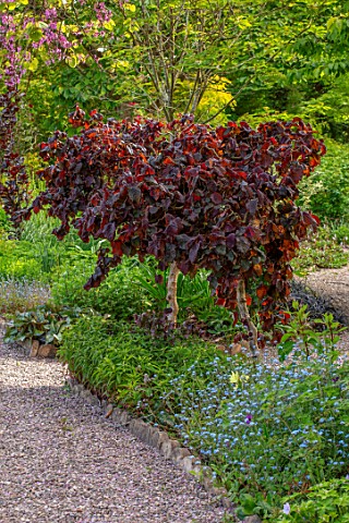 THE_PICTON_GARDEN_AND_OLD_COURT_NURSERIES_WORCESTERSHIRE_SPRING_MAY_CORYLUS_AVELLANA_SSP_CONTORTA_RE