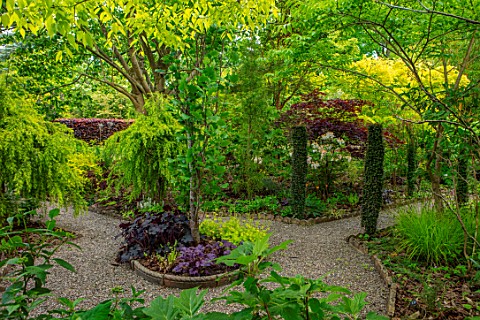 THE_PICTON_GARDEN_OLD_COURT_NURSERIES_WORCESTERSHIRE_MAY_SHRUBS_TREES_FOLIAGE_LEAVES_BERBERIS_HELMAN