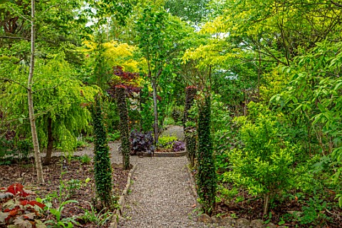 THE_PICTON_GARDEN_OLD_COURT_NURSERIES_WORCESTERSHIRE_MAY_SHRUBS_TREES_FOLIAGE_LEAVES_BERBERIS_HELMAN