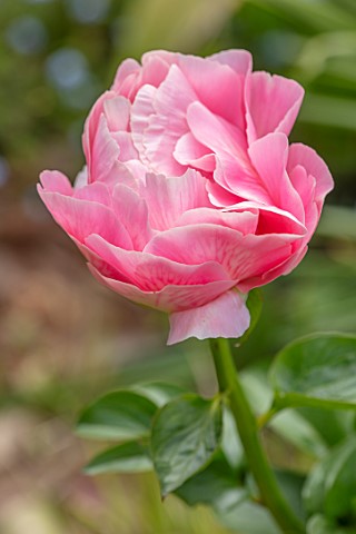 THE_PICTON_GARDEN_AND_OLD_COURT_NURSERIES_WORCESTERSHIRE_CLOSE_UP_OF_PINK_FLOWERS_OF_PEONY_PAEONIA_S