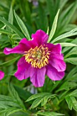 THE PICTON GARDEN AND OLD COURT NURSERIES, WORCESTERSHIRE: CLOSE UP OF PINK FLOWERS OF PEONY, PAEONIA VEITCHII, PEONIES, PERENNIALS, MAY, SPRING