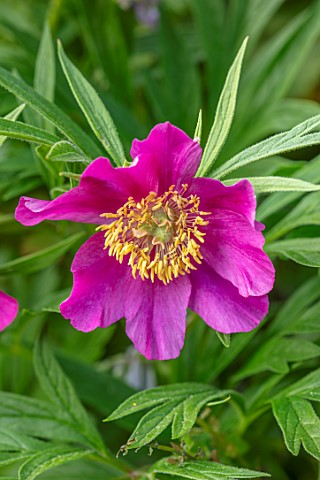 THE_PICTON_GARDEN_AND_OLD_COURT_NURSERIES_WORCESTERSHIRE_CLOSE_UP_OF_PINK_FLOWERS_OF_PEONY_PAEONIA_V