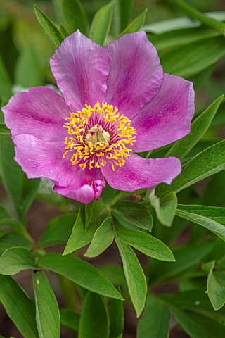 THE_PICTON_GARDEN_AND_OLD_COURT_NURSERIES_WORCESTERSHIRE_CLOSE_UP_OF_PINK_FLOWERS_OF_PEONY_PAEONIA_S
