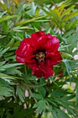 THE PICTON GARDEN AND OLD COURT NURSERIES, WORCESTERSHIRE: CLOSE UP OF DARK, RED, FLOWERS OF PEONY, PAEONIA BLACK PIRATE, PEONIES, PERENNIALS, MAY, SPRING