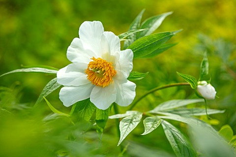 THE_PICTON_GARDEN_AND_OLD_COURT_NURSERIES_WORCESTERSHIRE_CLOSE_UP_OF_WHITE_FLOWERS_OF_PEONY_PAEONIA_