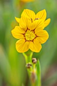 THE PICTON GARDEN AND OLD COURT NURSERIES, WORCESTERSHIRE: CLOSE UP OF YELLOW, FLOWERS OF SISYRINCHIUM ELMERI, MAY, SPRING