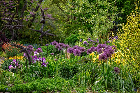 THE_PICTON_GARDEN_AND_OLD_COURT_NURSERIES_WORCESTERSHIRE_BORDER_MAY_SPRING_IRIS_GOLDEN_IMMORTAL_IRIS