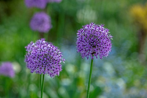 THE_PICTON_GARDEN_AND_OLD_COURT_NURSERIES_WORCESTERSHIRE_CLOSE_UP_OF_ALLIUMS_IN_THE_BORDER_BULB_PURP