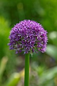 THE PICTON GARDEN AND OLD COURT NURSERIES, WORCESTERSHIRE: CLOSE UP OF PURPLE FLOWERS OF ALLIUM BEAU REGARD, MAY, SPRING, BULBS, FLOWERING, BLOOMING