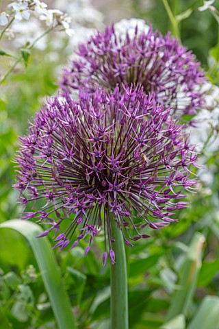 THE_PICTON_GARDEN_AND_OLD_COURT_NURSERIES_WORCESTERSHIRE_CLOSE_UP_OF_PURPLE_FLOWERS_OF_ALLIUM_UNIVER