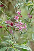 THE PICTON GARDEN AND OLD COURT NURSERIES, WORCESTERSHIRE: CLOSE UP OF PINK FLOWERS OF WEIGELA FLORIDA VARIEGATA, MAY, SPRING, SHRUBS, FLOWERING, BLOOMING, DECIDUOUS