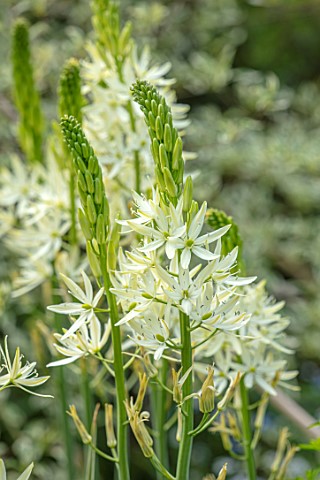 THE_PICTON_GARDEN_AND_OLD_COURT_NURSERIES_WORCESTERSHIRE_PALE_YELLOW_CREAM_FLOWERS_CAMASSIA_LEICHTLI