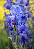 MORTON HALL GARDENS, WORCESTERSHIRE: SPRING, MAY, BLUE, PURPLE, FLOWERS OF TALL BEARDED IRIS GERMANICA MONETS BLUE, FLOWERING, BLOOMS, BLOOMING