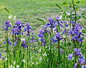 MORTON HALL GARDENS, WORCESTERSHIRE: WHITE FLOWERS OF CAMASSIA LEICHTLINII ALBA, BLUE FLOWERS OF SIBERIAN IRIS SIBIRICA TROPIC NIGHT, BULBS, MAY