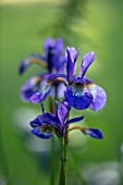 MORTON HALL GARDENS, WORCESTERSHIRE: CLOSE UP OF DARK BLUE FLOWERS OF IRIS SIBIRICA TROPIC NIGHT, BULBS, SPRING, MAY, PERENNIALS