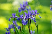 MORTON HALL GARDENS, WORCESTERSHIRE: CLOSE UP OF DARK BLUE FLOWERS OF IRIS SIBIRICA TROPIC NIGHT, BULBS, SPRING, MAY, PERENNIALS