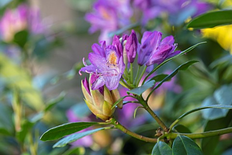 MORTON_HALL_GARDENS_WORCESTERSHIRE_CLOSE_UP_OF_PINK_FLOWERS_OF_RHODODENDRON_SHRUBS_FLOWERING_BLOOMIN