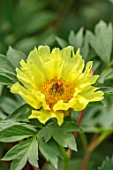 KELWAYS, SOMERSET: CLOSE UP PORTRAIT OF YELLOW FLOWERS OF PEONY, PAEONIA SEQUESTERED SUNSHINE, FLOWERING, BLOOMING, PERENNIALS, SPRING, MAY