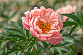 KELWAYS, SOMERSET: CLOSE UP PORTRAIT OF PINK FLOWERS OF PEONY, PAEONIA CORAL CHARM, FLOWERING, BLOOMING, PERENNIALS, SPRING, MAY