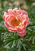 KELWAYS, SOMERSET: CLOSE UP PORTRAIT OF PINK FLOWERS OF PEONY, PAEONIA CORAL CHARM, FLOWERING, BLOOMING, PERENNIALS, SPRING, MAY