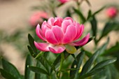 KELWAYS, SOMERSET: CLOSE UP PORTRAIT OF PINK FLOWERS OF PEONY, PAEONIA CORAL SUPREME, FLOWERING, BLOOMING, PERENNIALS, SPRING, MAY